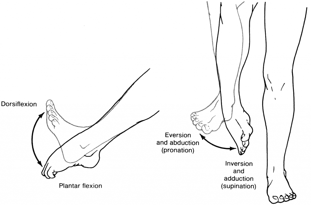 Bones and Joints of the Foot and Ankle Overview - FootEducation