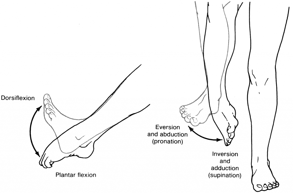 Ankle sprains: what are they and how do you treat them? - Bangalow  Physiotherapy